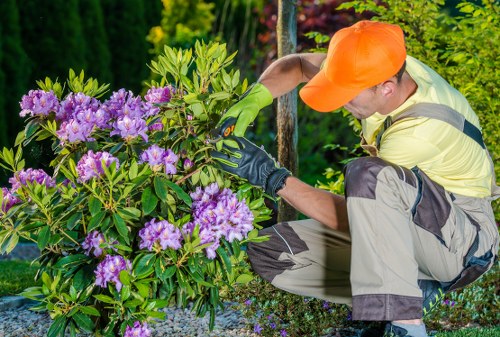 Hedge trimming specialist shaping hedges in a suburban street