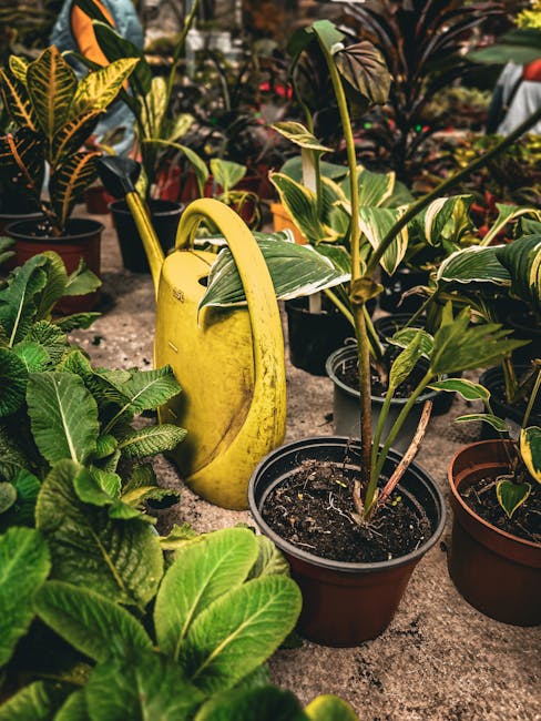 A collection of potted houseplants and gardening tools arranged outdoors on a surface. In the foreground, there are lush green plants with broad, textured leaves, some with prominent veins. Behind the